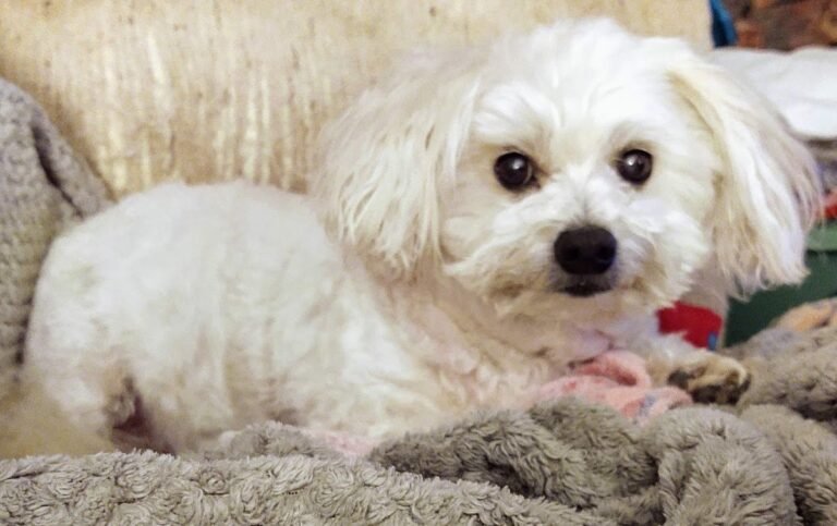 2 96 1 768x483