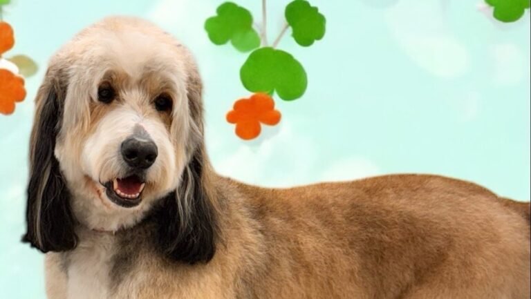 ChIJwUoTzF6dwYkRyhvUelCWxXg 2 1 768x433