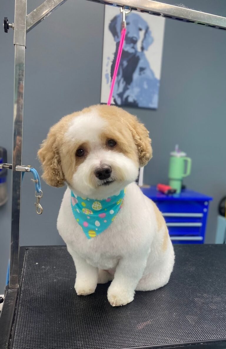 ChIJwUoTzF6dwYkRyhvUelCWxXg 4 1 768x1186