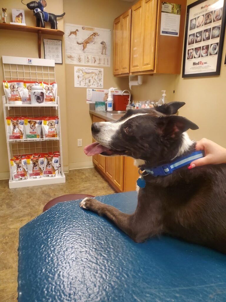all creatures great and small animal clinic 2 768x1024