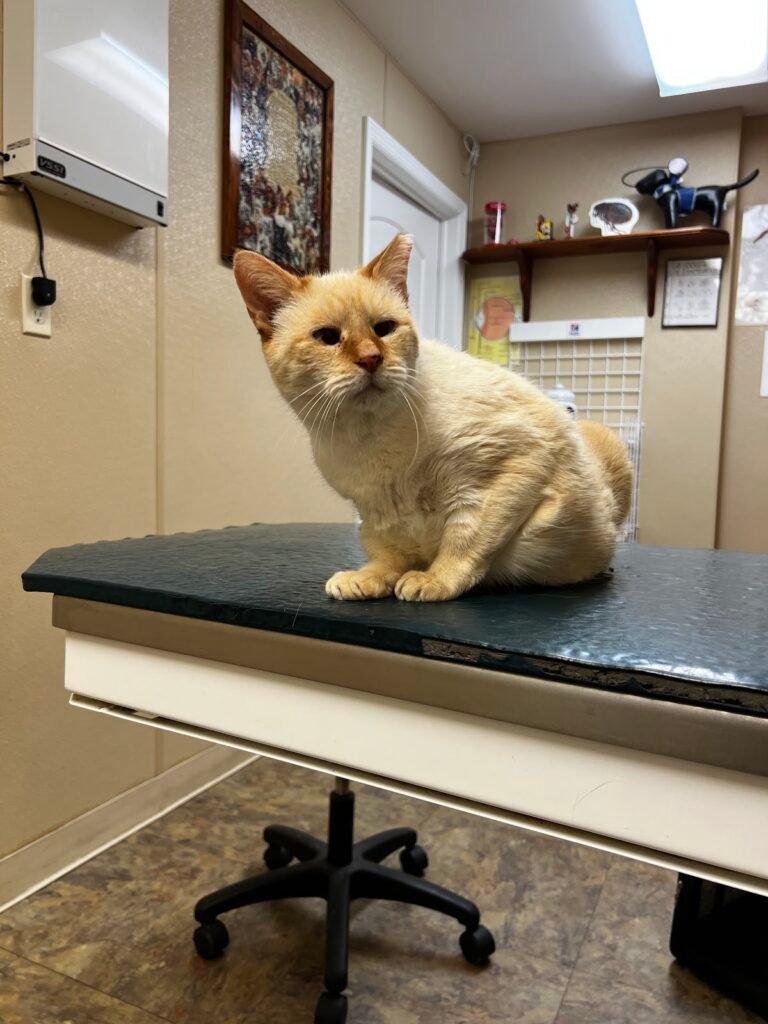 all creatures great and small animal clinic 4 768x1024