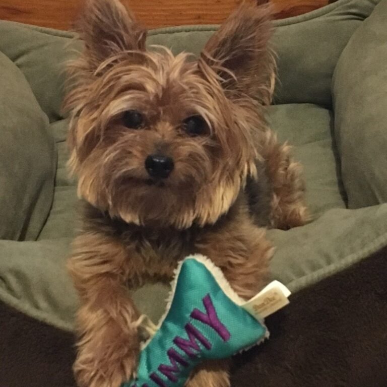 alpha veterinary care 3 768x768