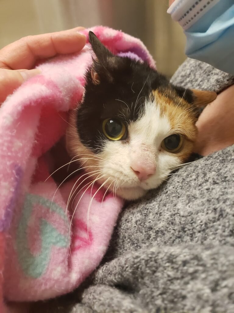 alpha veterinary care 4 768x1024