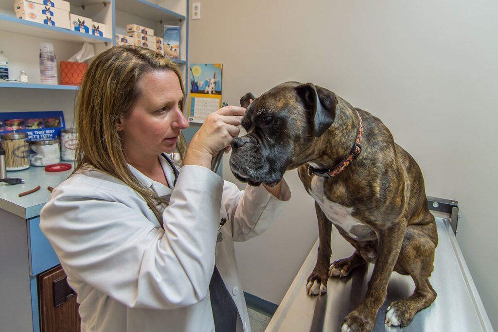 animal care center 5 1024x683