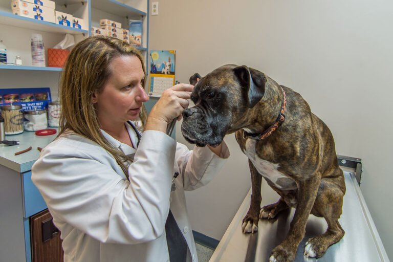 animal care center 5 768x512
