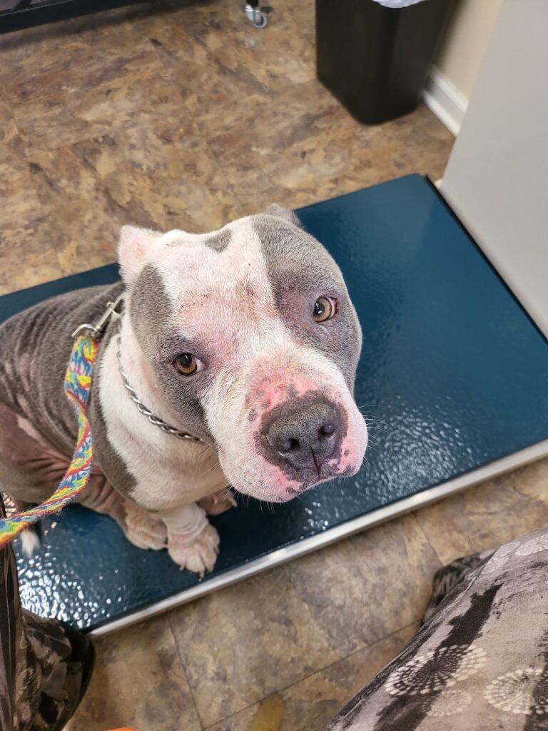 animal dermatology allergy specialists formerly riverdale veterinary dermatology 3 768x1024