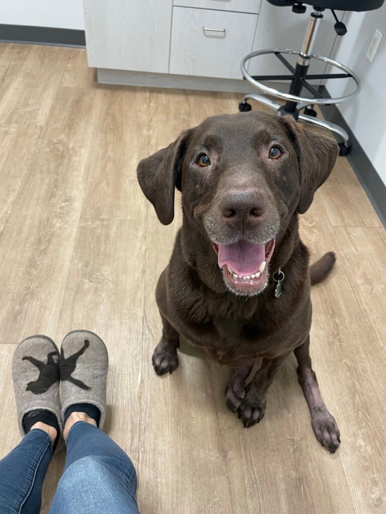 animal dermatology allergy specialists formerly riverdale veterinary dermatology 4 768x1024