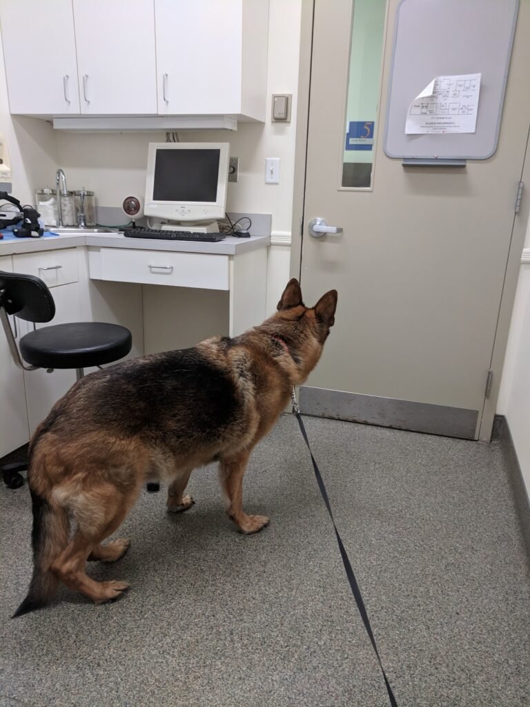 animal eye center of new jersey 5 768x1024