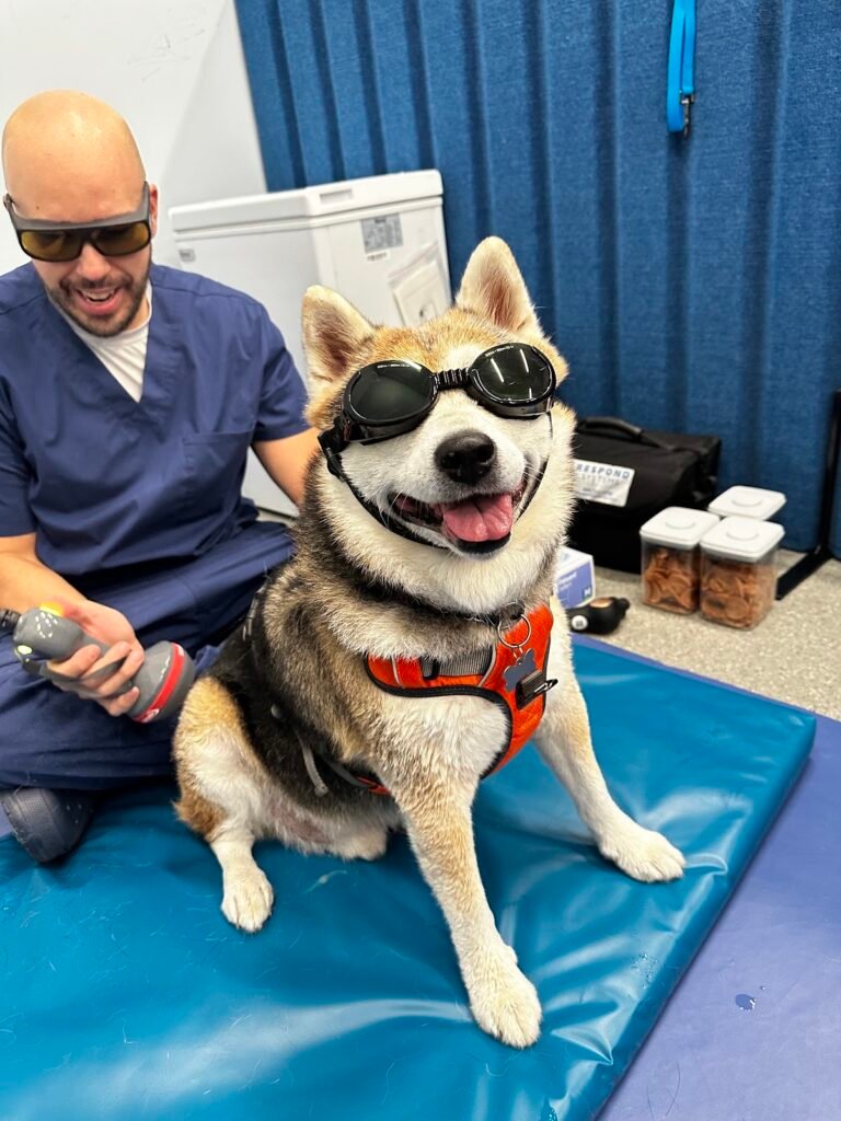 animal rehabilitation and fitness 5 768x1024