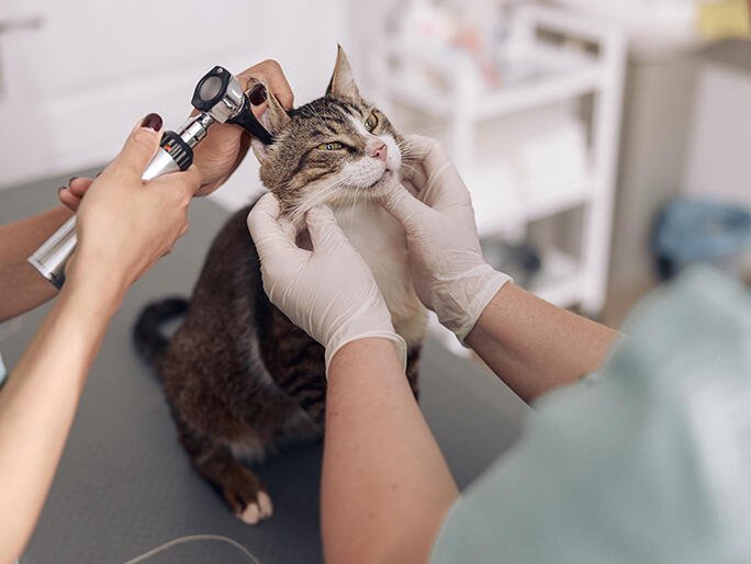 banfield pet hospital 1