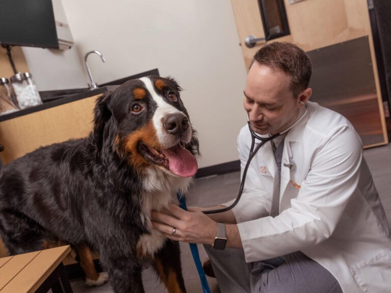 banfield pet hospital 4 768x576