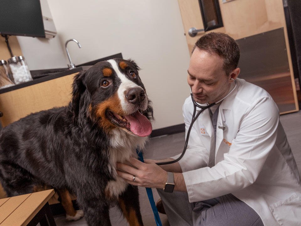 banfield pet hospital 4