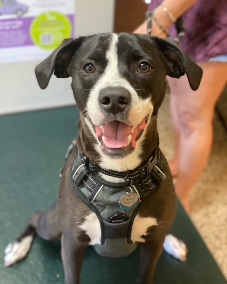bayshore veterinary hospital 4 768x961