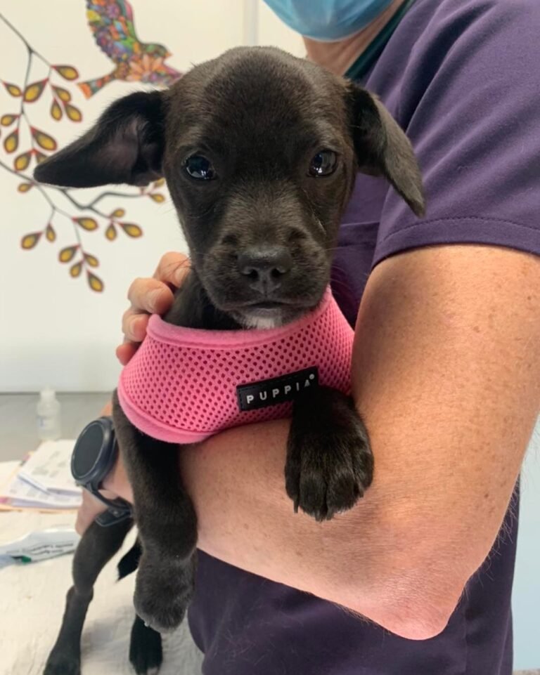 bayshore veterinary hospital 5 768x961