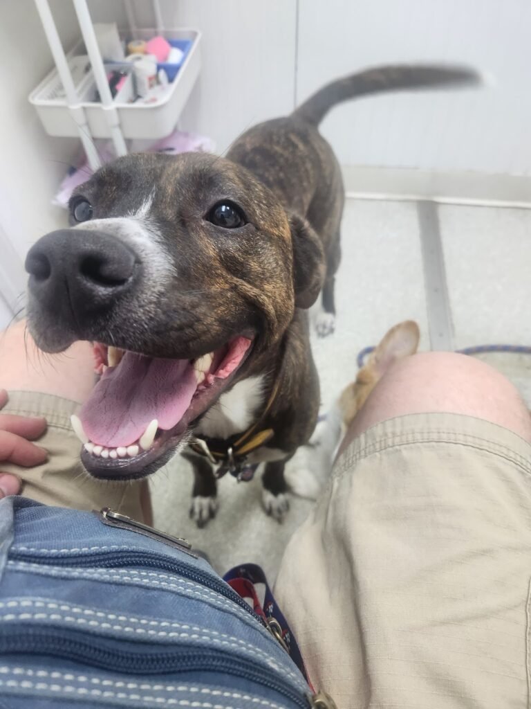belleville animal hospital 3 768x1024