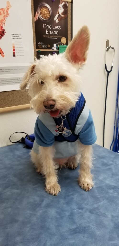 belleville animal hospital 4 498x1024