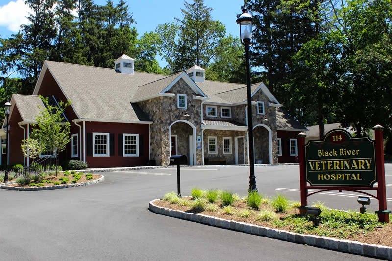 black river veterinary hospital 2