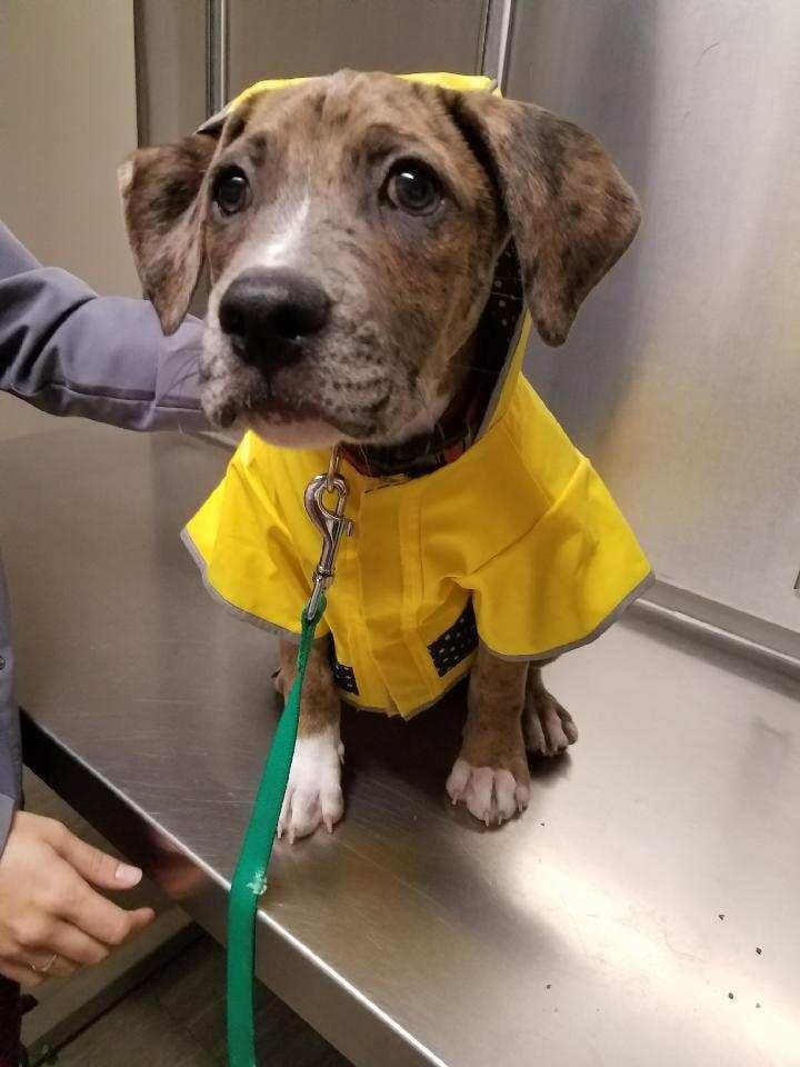 black river veterinary hospital 4