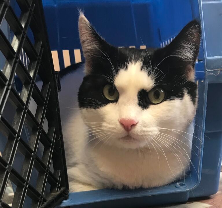 bloomingdale animal hospital 2 768x721