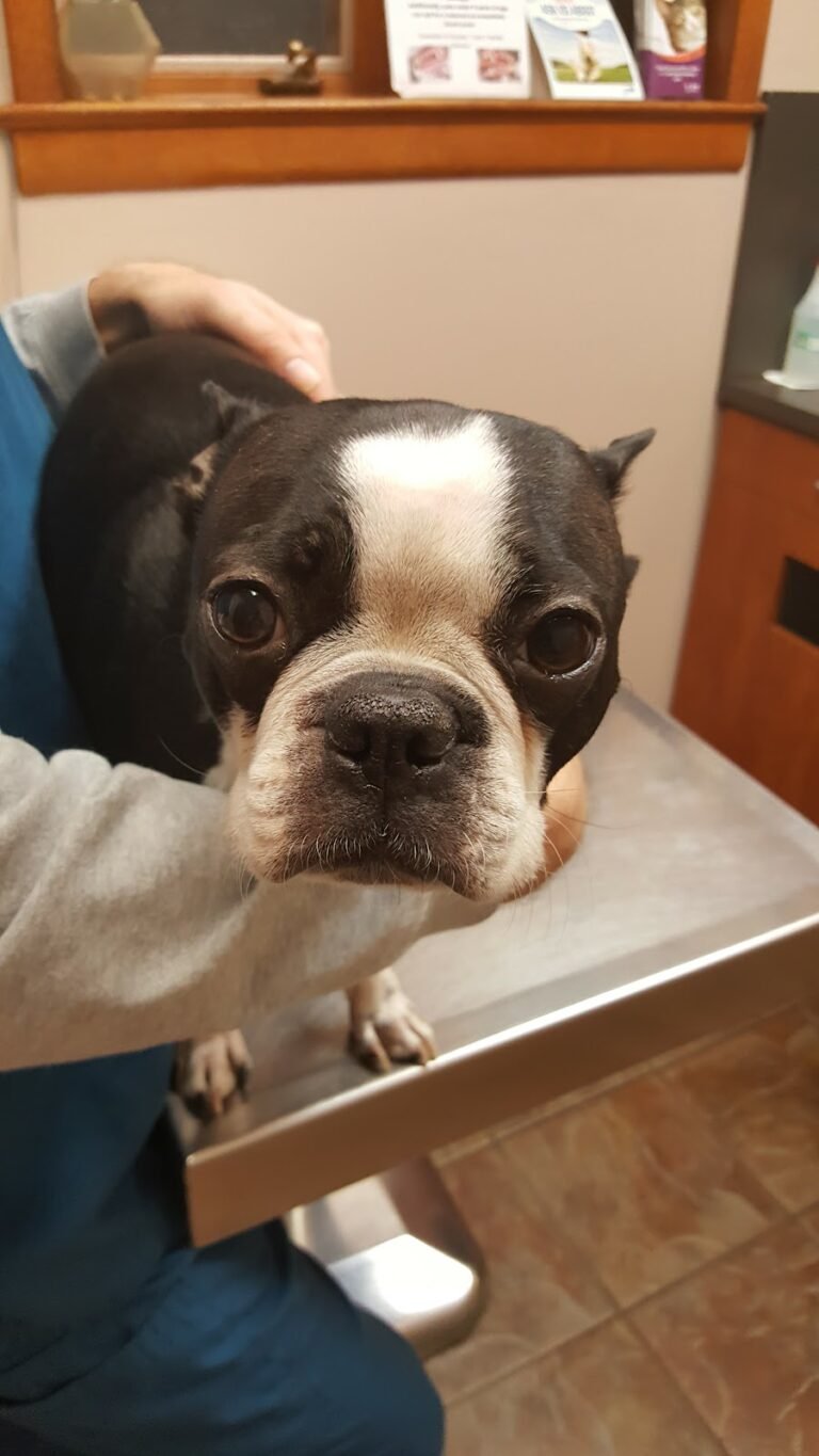 bloomingdale animal hospital 3 768x1365