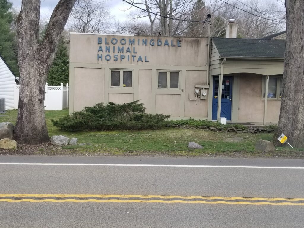 bloomingdale animal hospital 4 1024x768