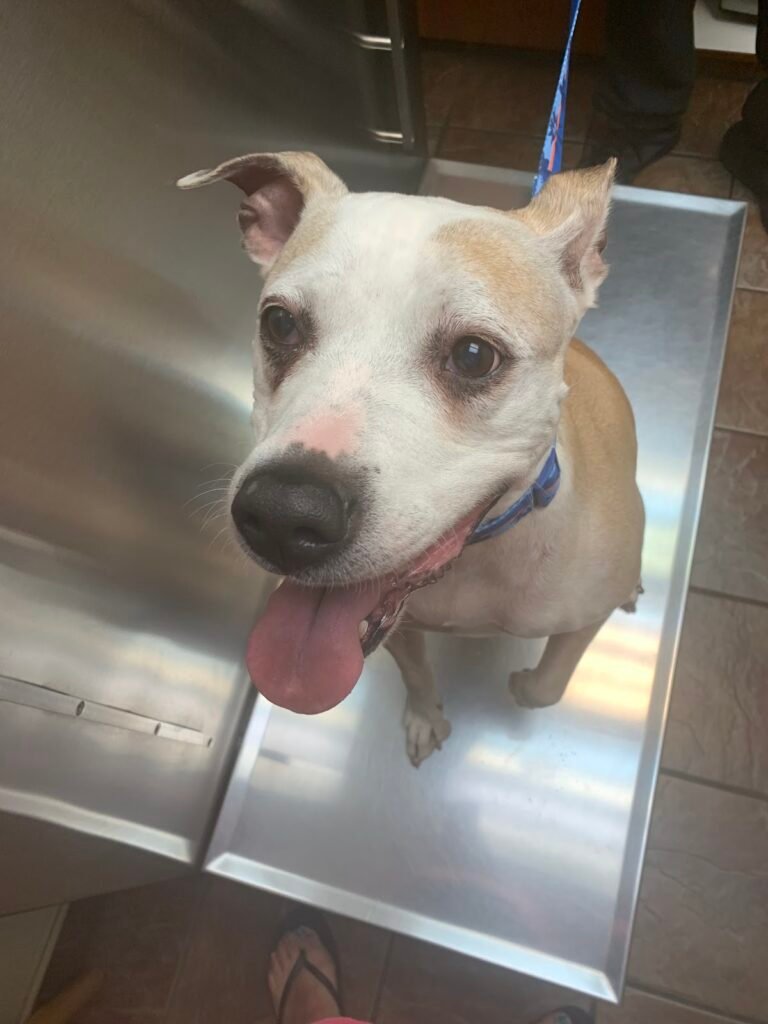 bloomingdale animal hospital 5 768x1024