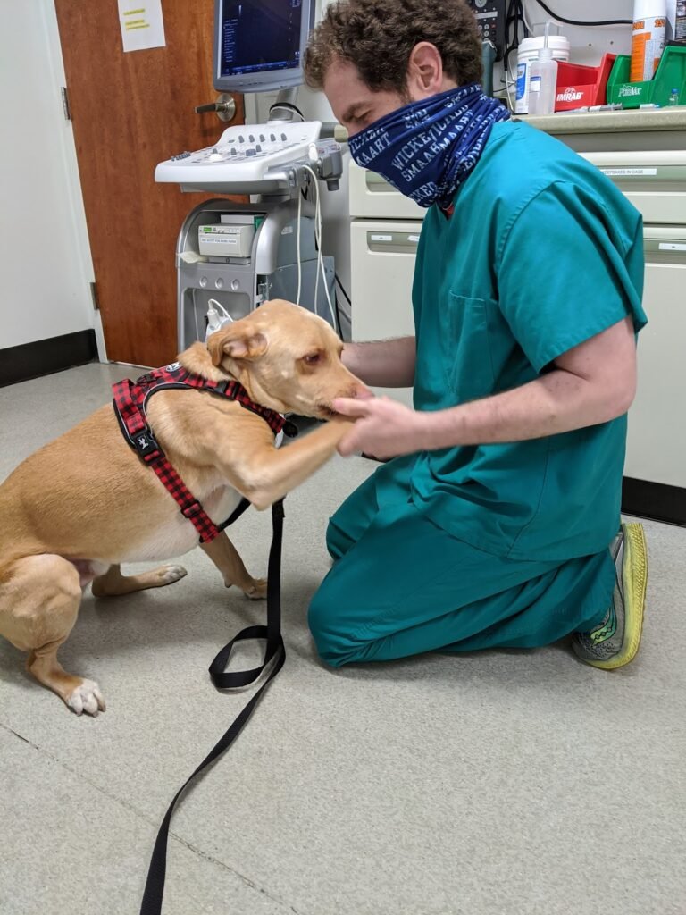 bridge veterinary hospital 2 768x1024