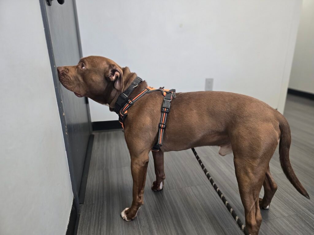 bryan animal hospital 3 1024x768