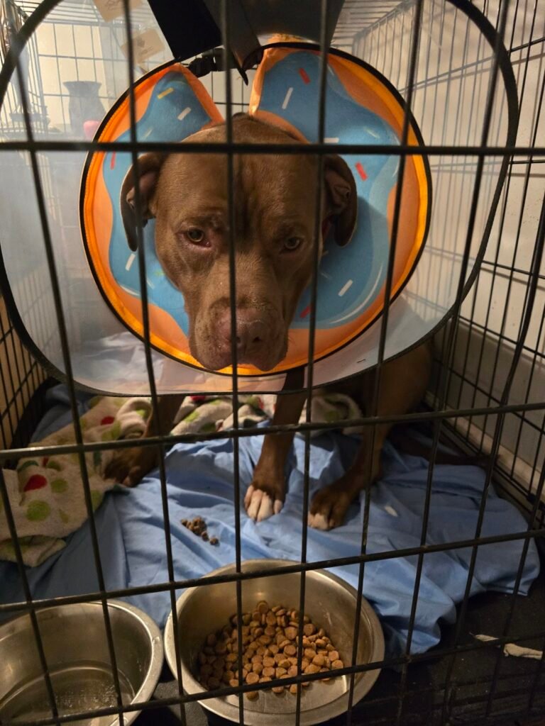 bryan animal hospital 4 768x1024