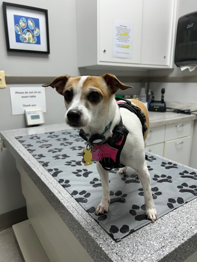 byram animal hospital 5 768x1024