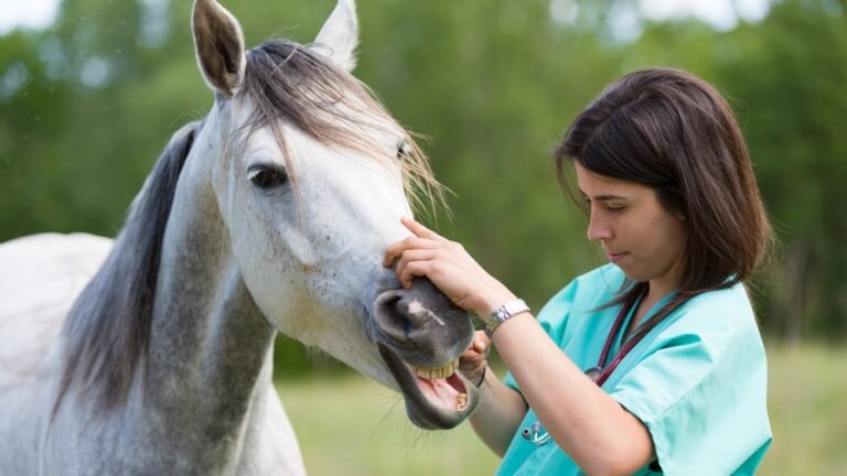 califon animal hospital 3 768x432