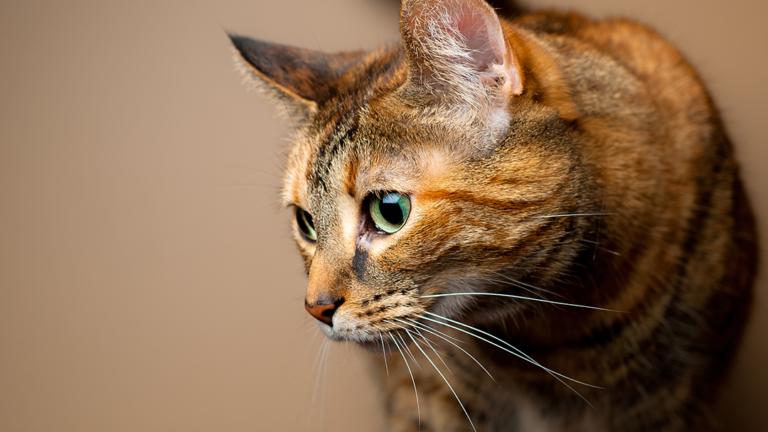 califon animal hospital 4 768x432