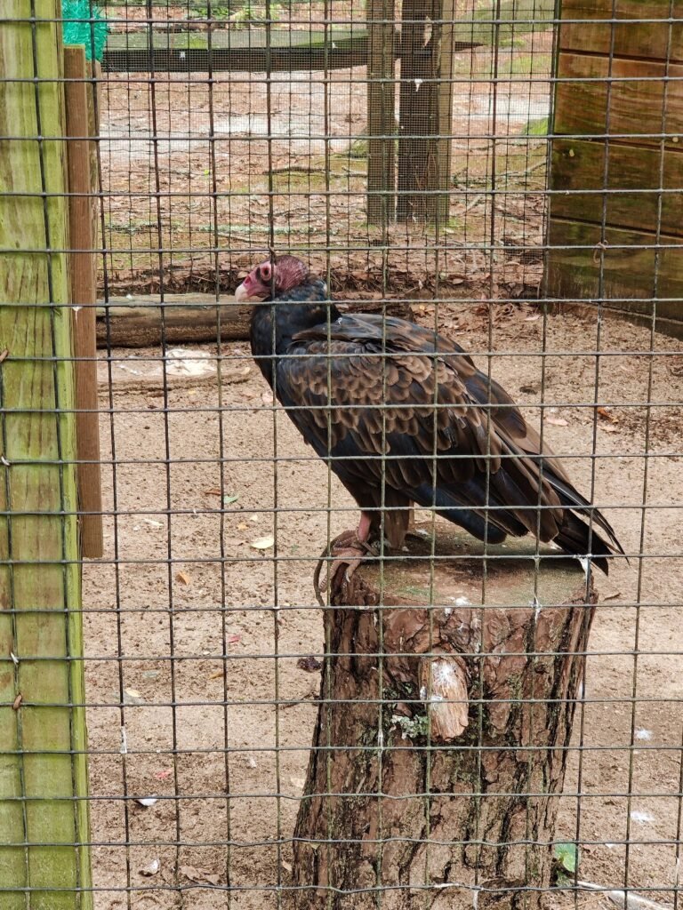 cedar run wildlife hospital 5 768x1024