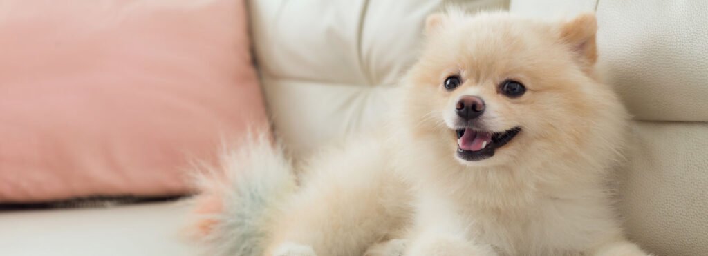 cherry hill animal hospital 1024x371