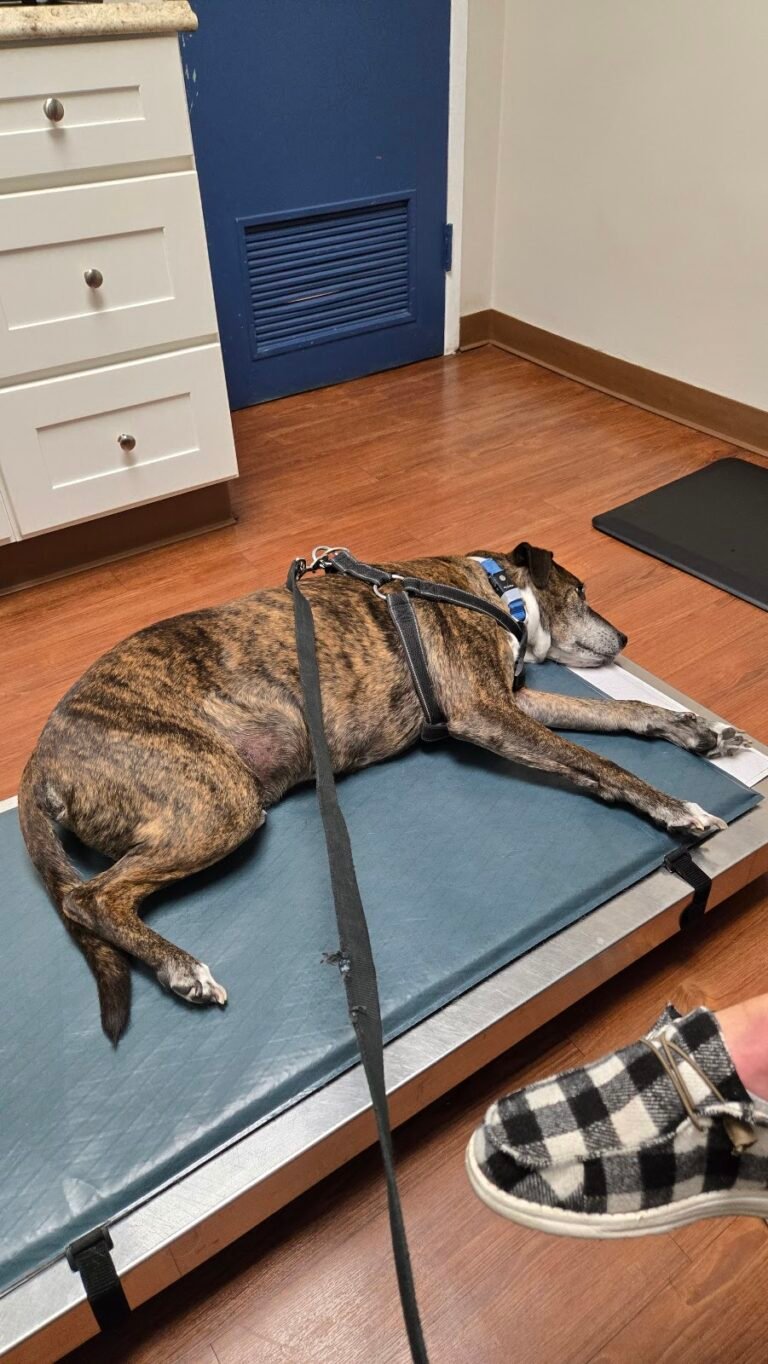 cherry hill animal hospital 5 768x1364