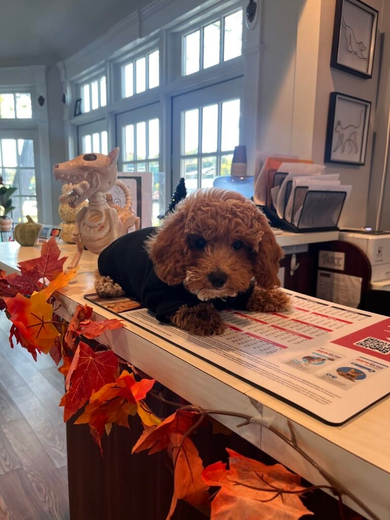 companion veterinary hospital of wayne 3 768x1024