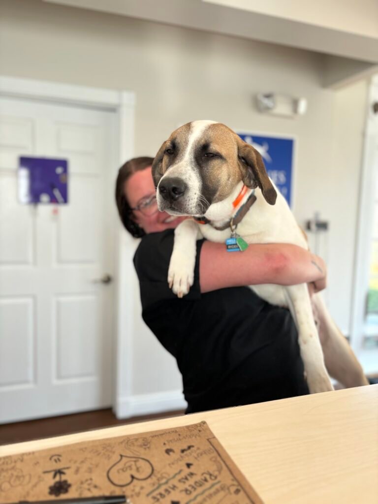 companion veterinary hospital of wayne 5 768x1024