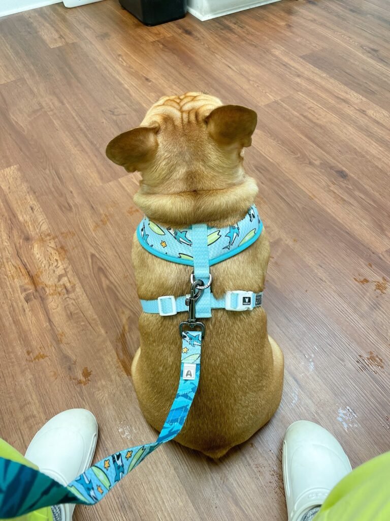 complete veterinary care 5 768x1024
