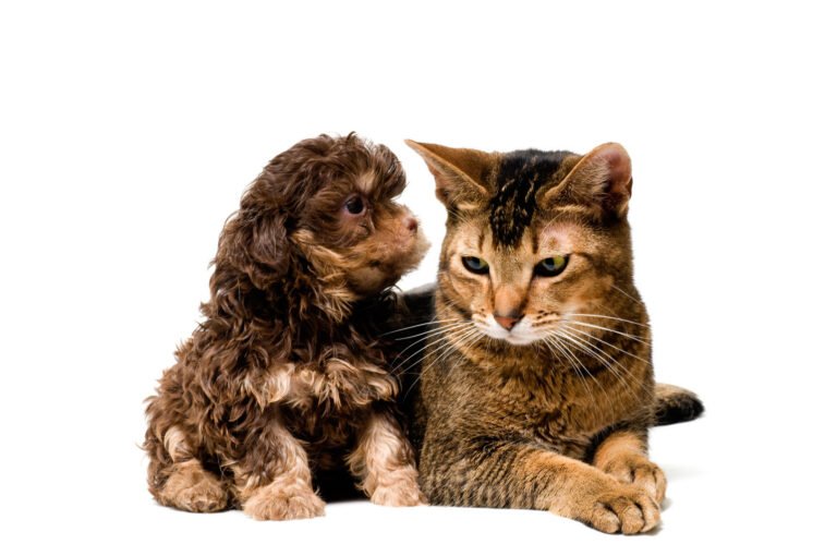 complete veterinary care 768x510