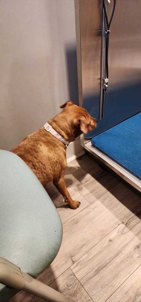 county line veterinary 4 478x1024