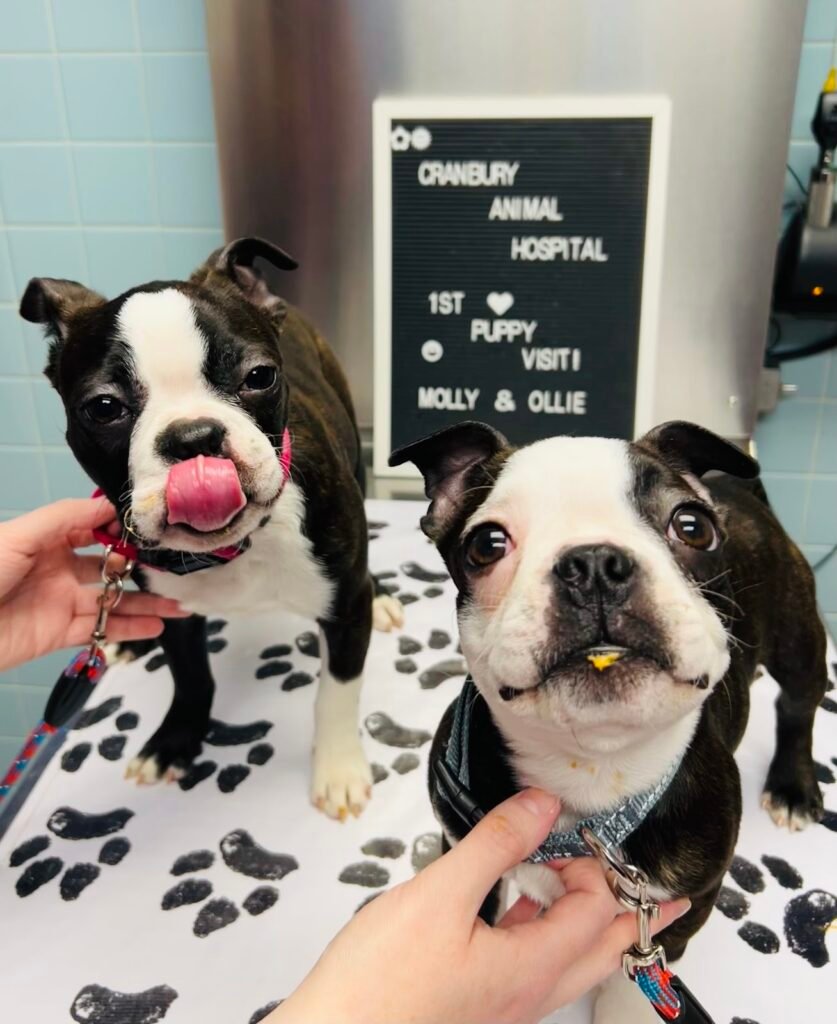 cranbury animal hospital 4 837x1024