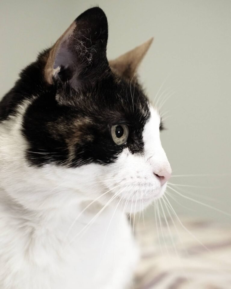 cresskill animal hospital 2 768x960