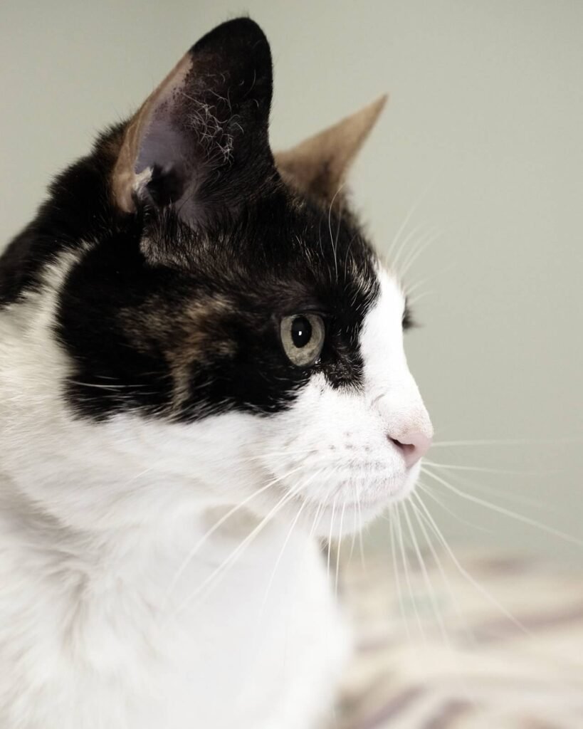 cresskill animal hospital 2 819x1024