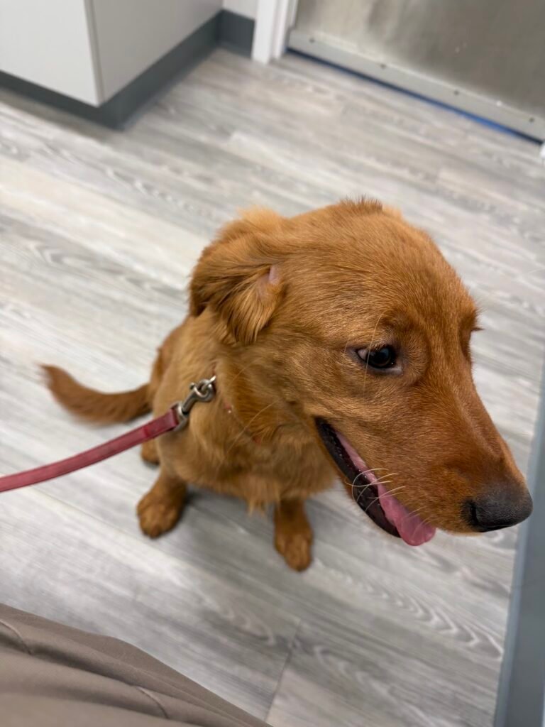 cresskill animal hospital 5 768x1024