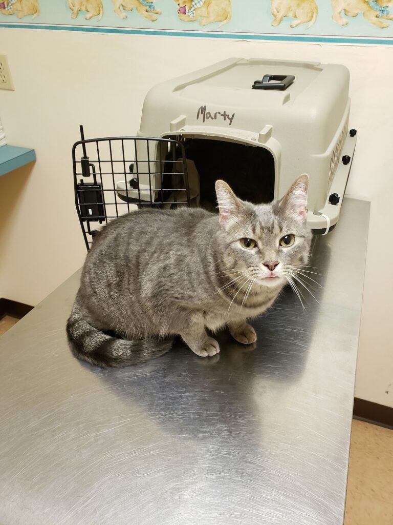 east plane animal hospital 2 768x1024