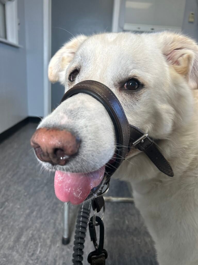 essex animal hospital 5 768x1024
