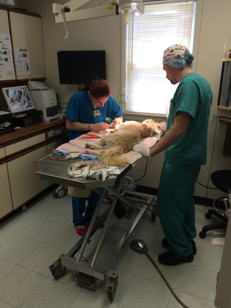 gloucester county animal hospital 2 768x1024