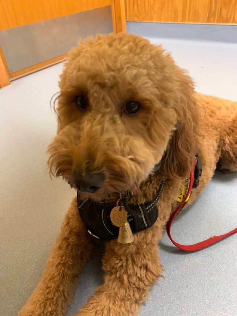 harmony animal hospital 2 768x1024