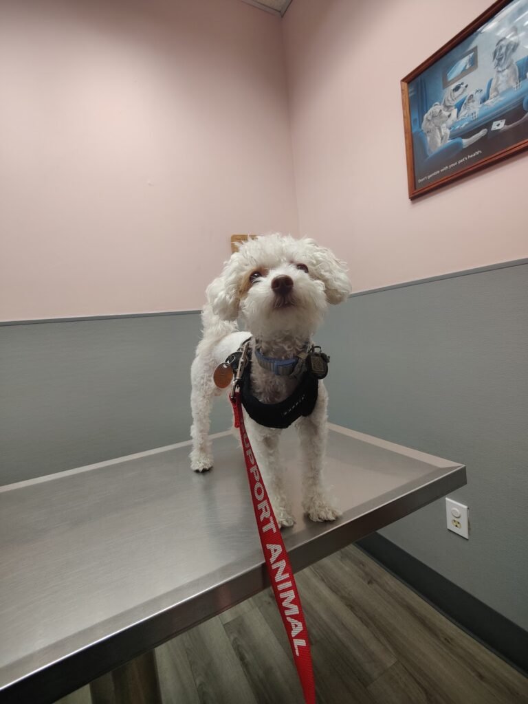 hoboken animal hospital p a 5 768x1024
