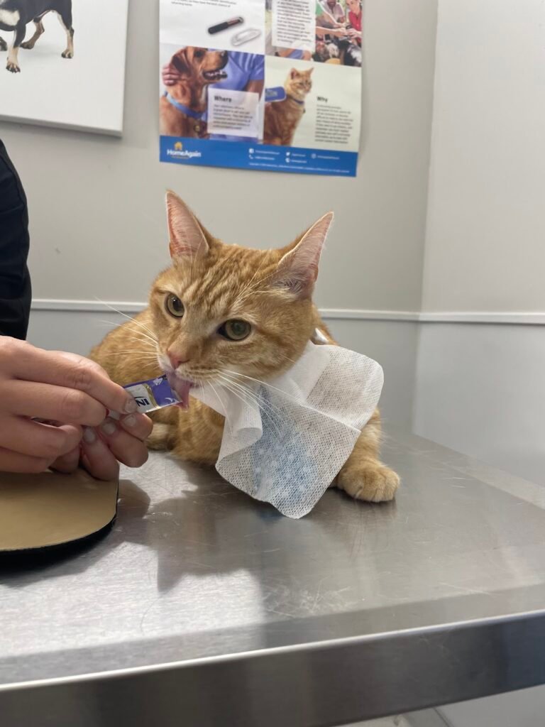 hoboken vets animal clinic 3 768x1024